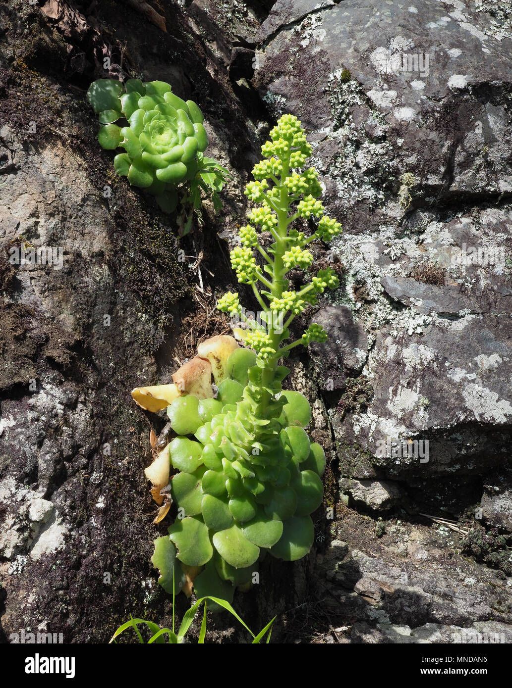 Newly formed flower spike Aeonium canariense or Tree Houseleek species with large flat leaf rosettes growing on La Gomera Canary Islands Stock Photo