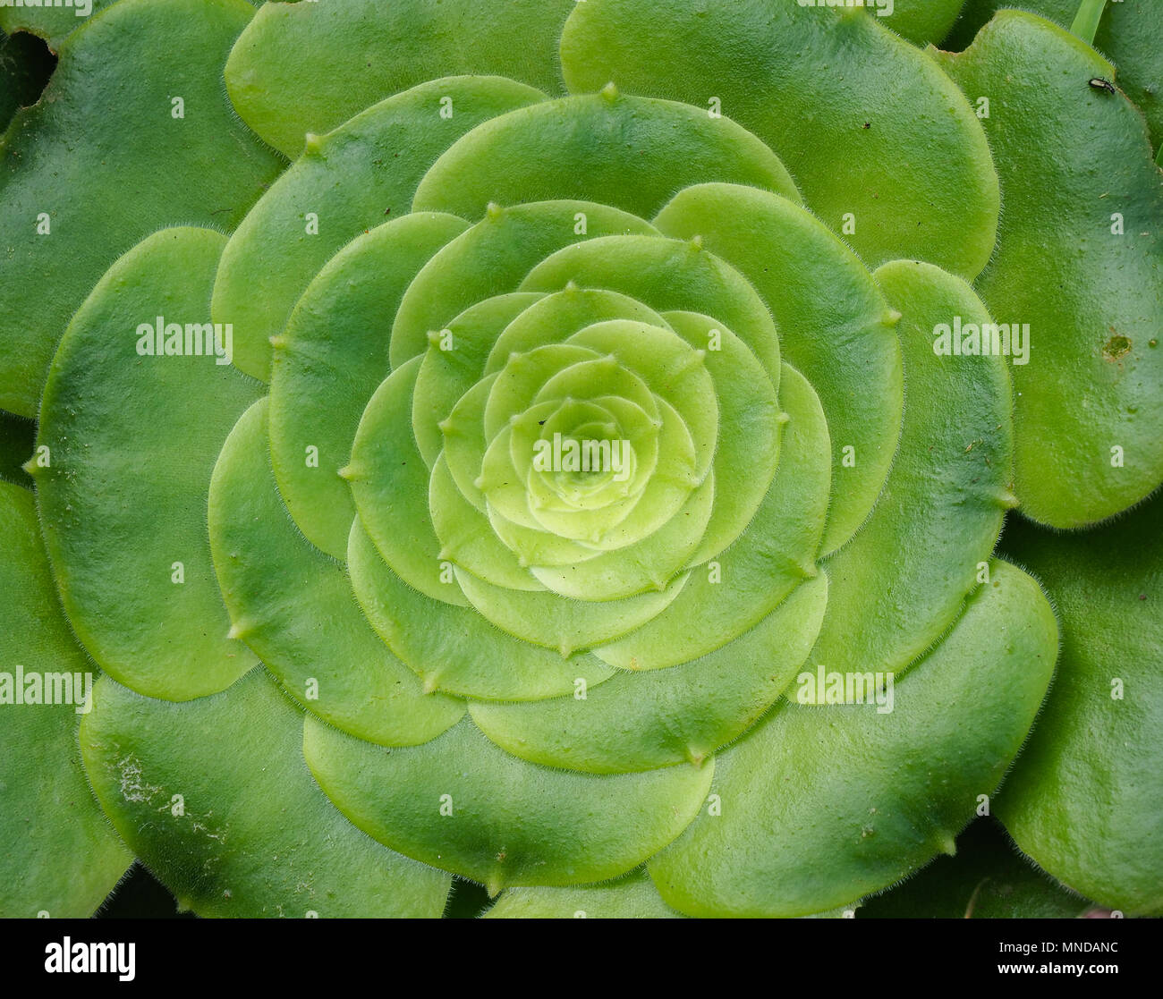 Aeonium canariense or Tree Houseleek species with large flat leaf rosettes growing in a sheltered valley high on La Gomera in the Canary Islands Stock Photo