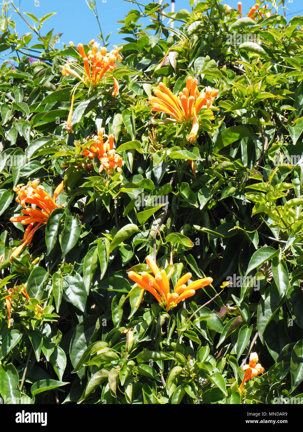 Orange yellow honeysuckle flower Lonicera climbing up a garden hedge in La Gomera in the Canary Islands Stock Photo