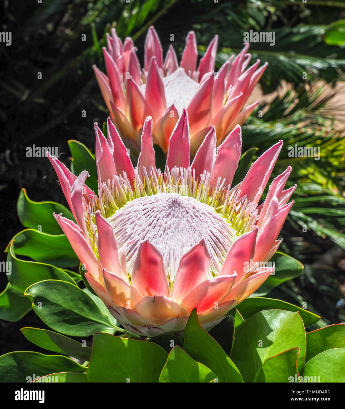 Large flowers of King Protea - Protea cynaroides a native of the South African fynbos here growing at the visitors centre of La Gomera Canary Island Stock Photo