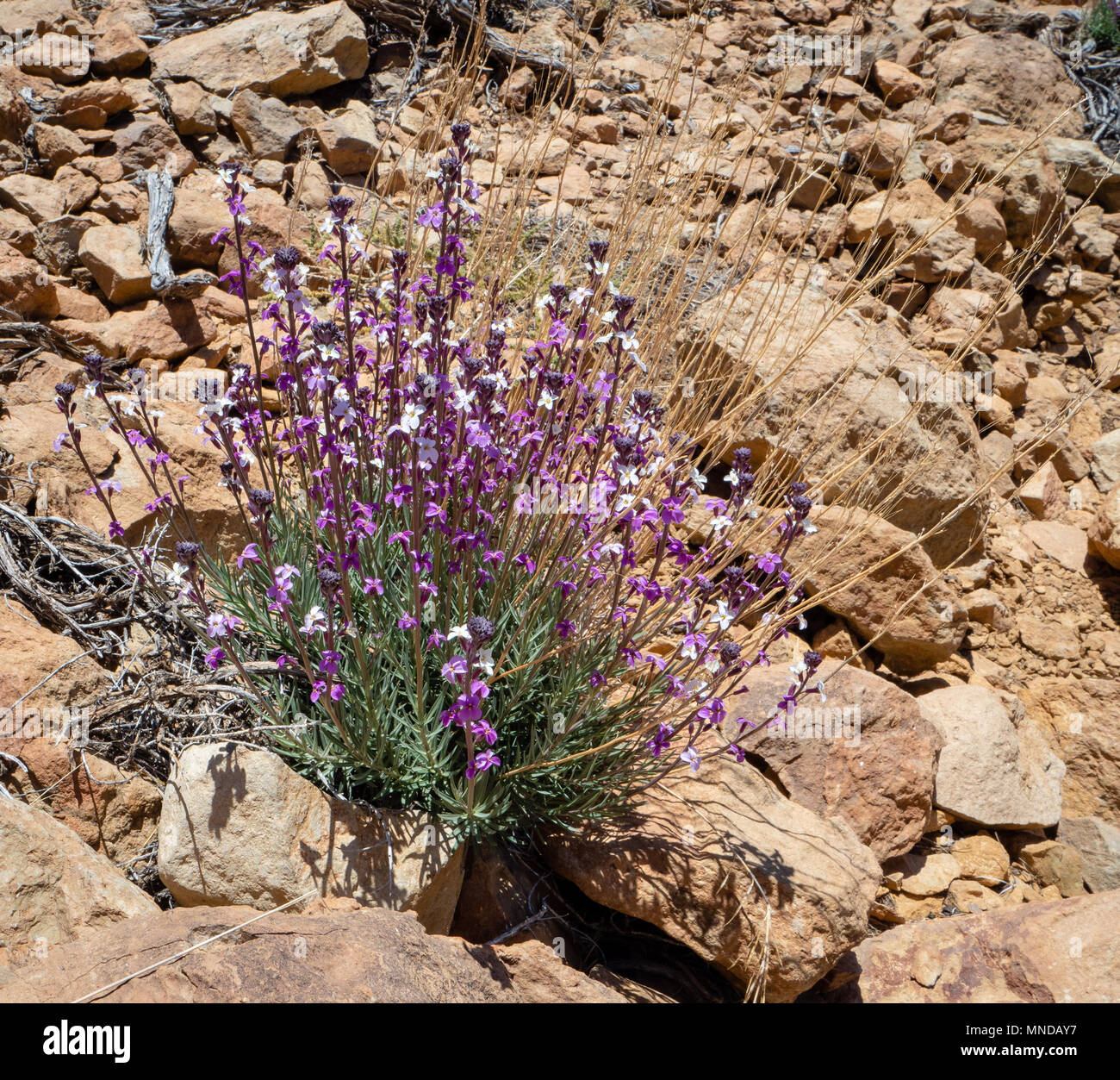 Teide wallflower Erysimum scoparium growing within the Las Canadas caldera of Mount Teide on Tenerife in the Canary Islands Stock Photo