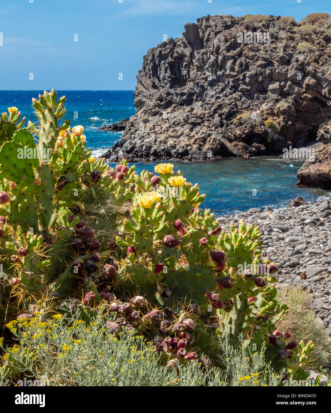 Yellow flowered prickly pear cactus Opuntia stricta dillenii growing on the rocky coast of southern Tenerife in the Canary Islands Stock Photo