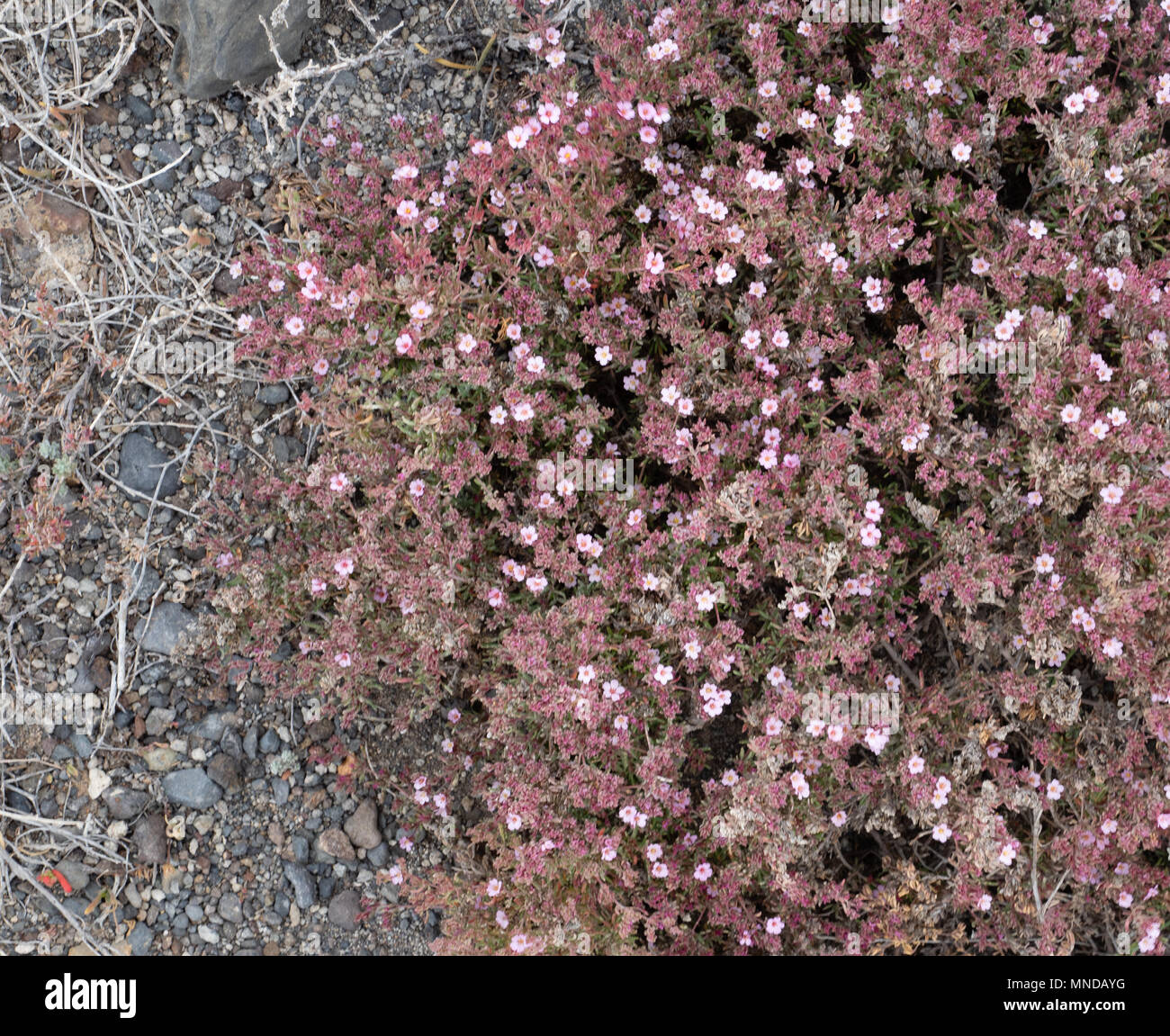 Sea heath Frankenia laevis  a prostrate woody perennial growing on a raised beach on volcanic rocks on the southern Tenerife coast Canary Islands Stock Photo