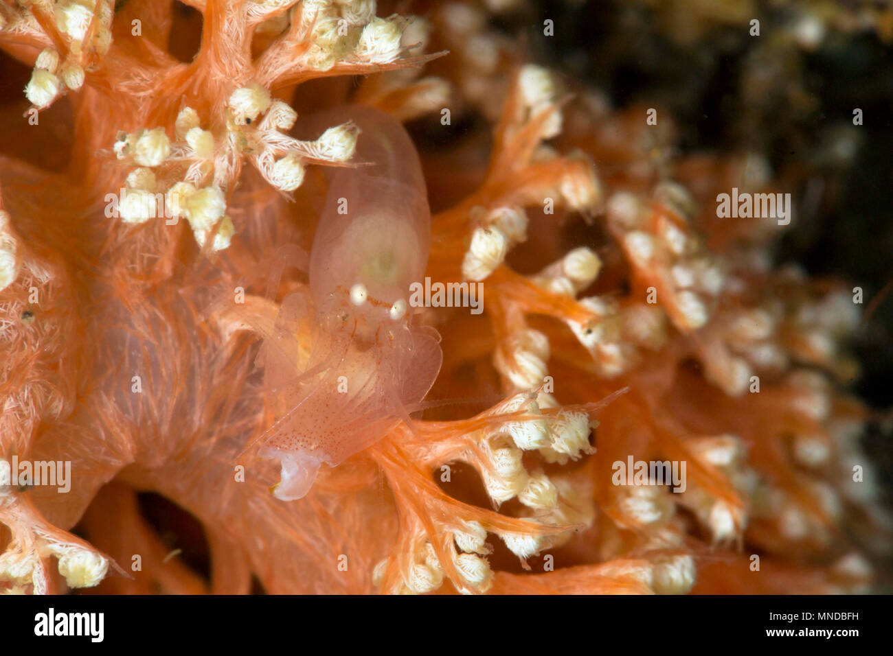 Soft-coral pistol shrimp (Synalpheus neomeris). Picture was taken in Anilao, Philippines Stock Photo