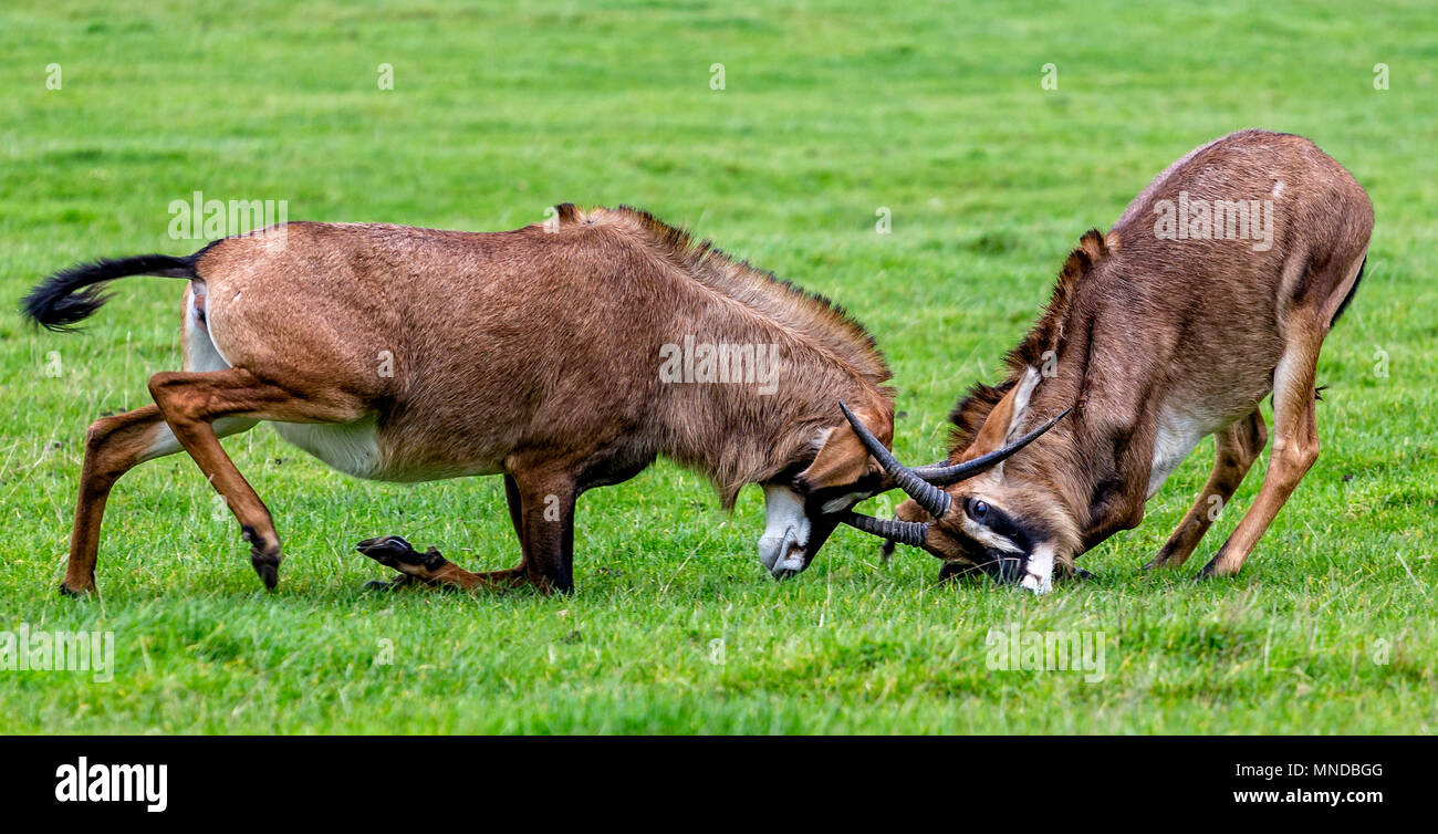 Antelope horns locked hires stock photography and images Alamy