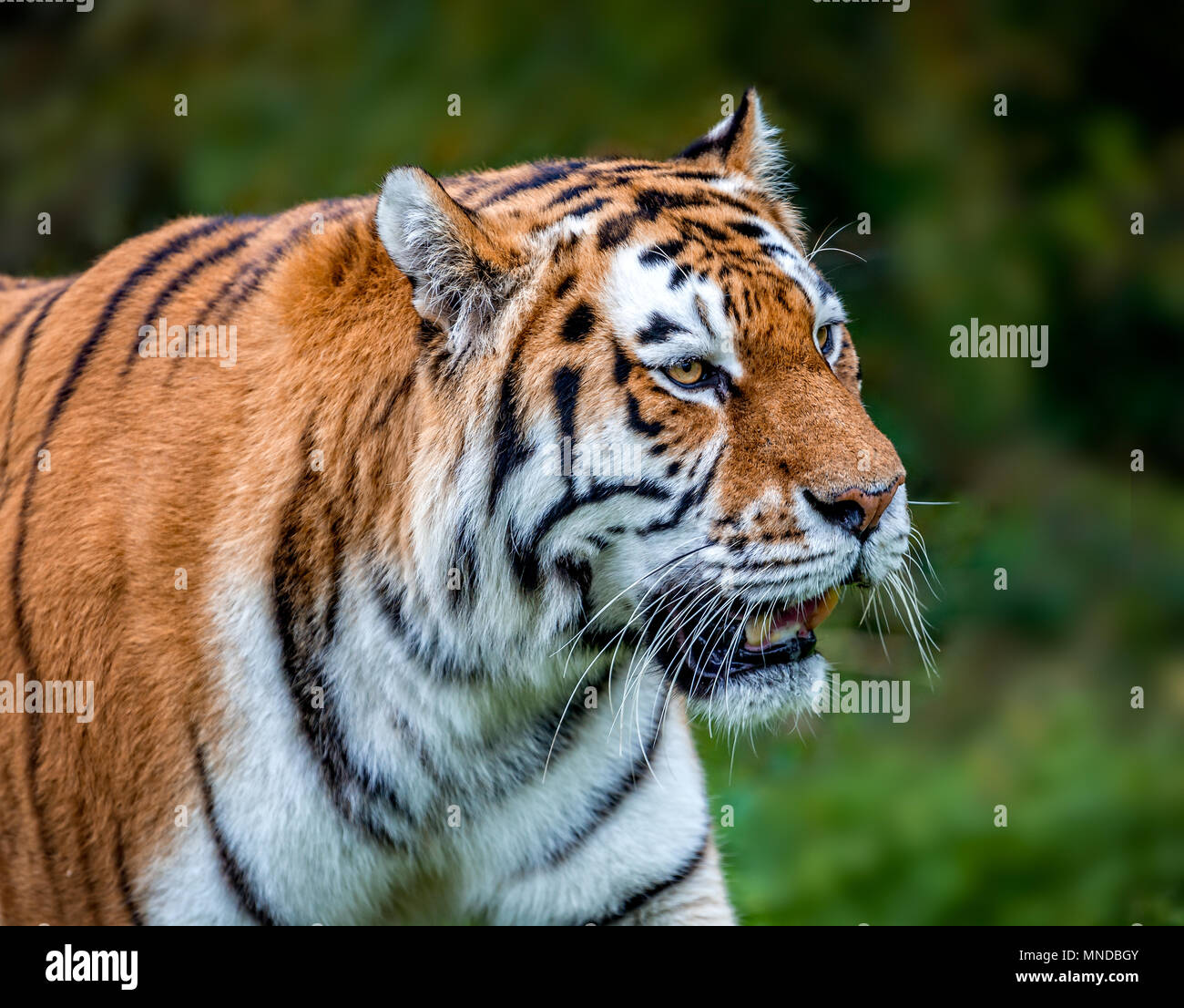 Close up of prowling tiger Stock Photo