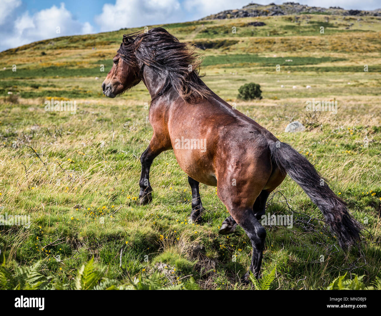 Wild Dartmoor Pony running wild Stock Photo Alamy