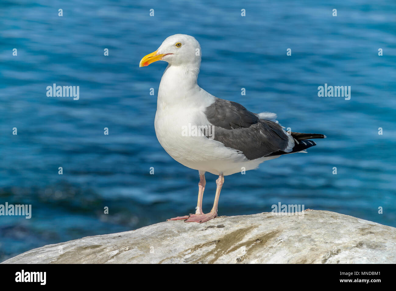 Standing Seagull - A close-up front side view of a seagull standing on a seaside rock. La Jolla Cove, San Diego, CA, USA. Stock Photo