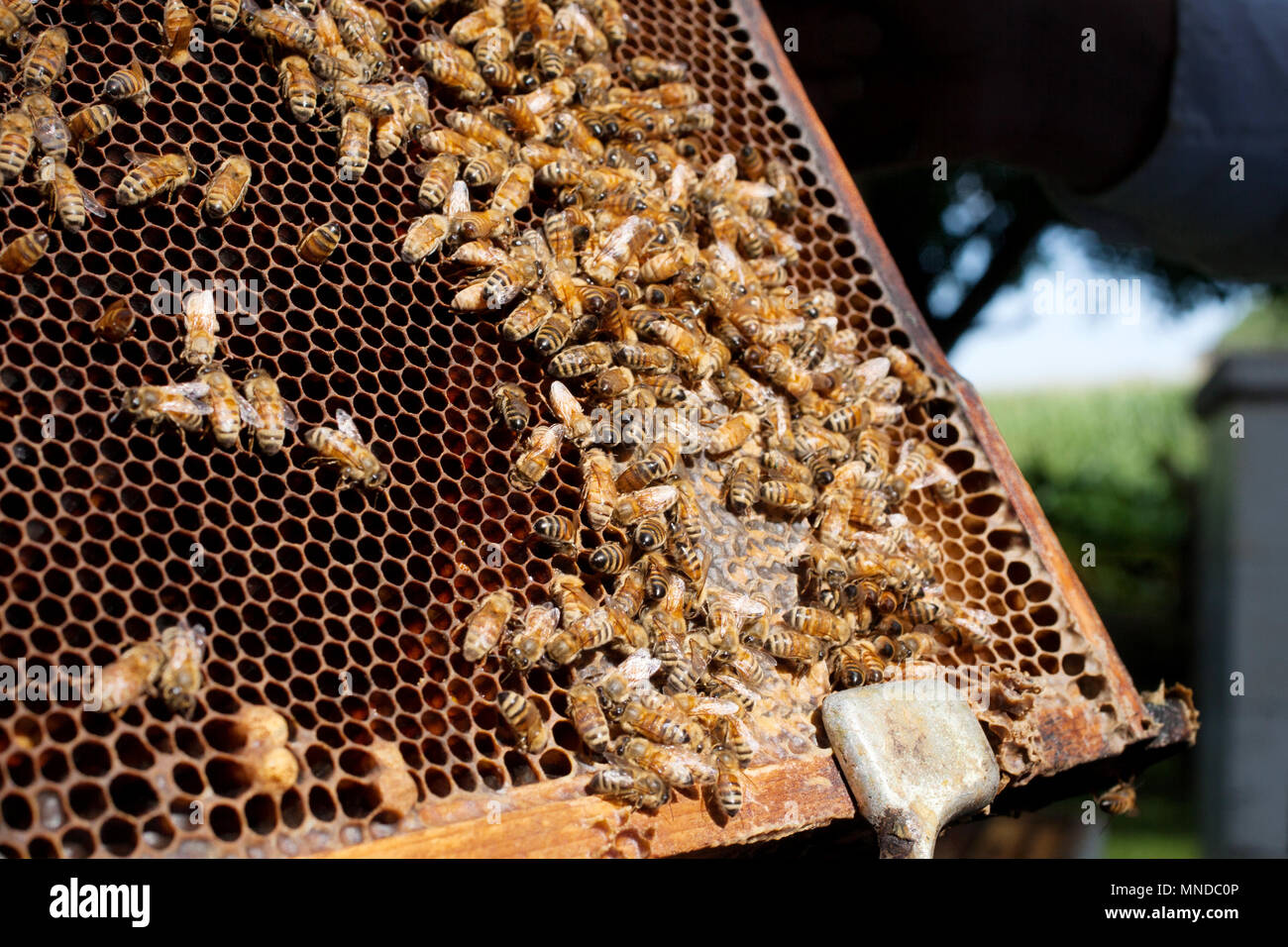 https://c8.alamy.com/comp/MNDC0P/bee-keeper-holds-a-beehives-frame-for-inspection-MNDC0P.jpg