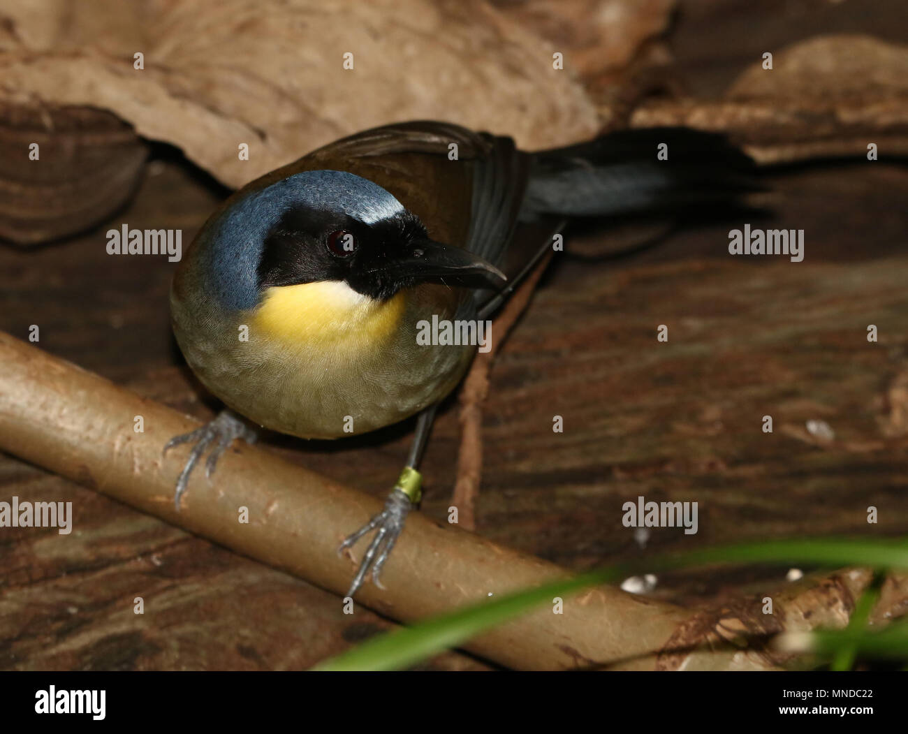 Chinese Blue-crowned laughingthrush a.k.a. Courtois's laughingbird (Garrulax courtoisi, Dryonastes courtoisi) in closeup Stock Photo