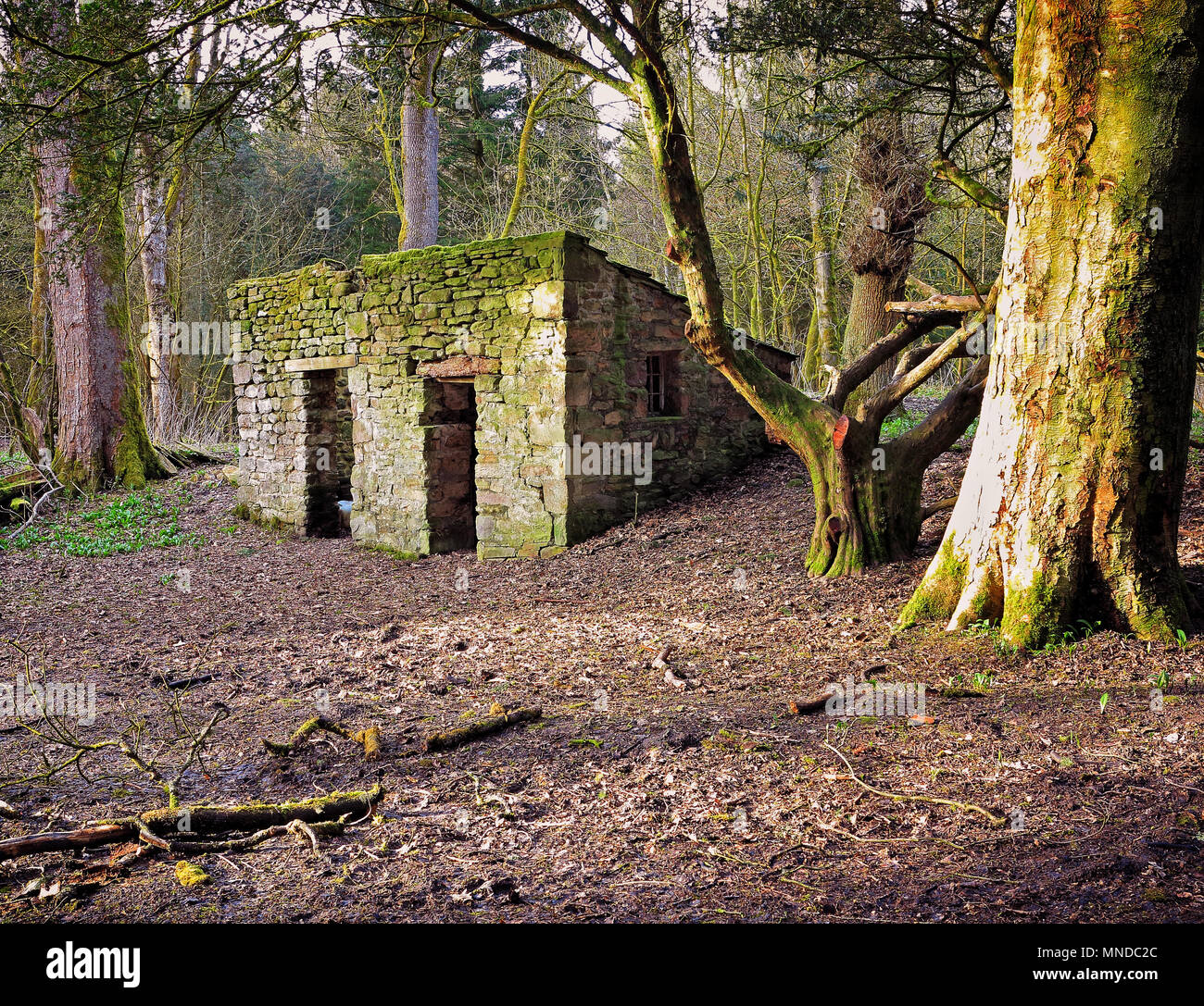 A ruin situated in picturesque woodland, at Strid Woods, Bolton Abbey, Yorkshire Dales Stock Photo