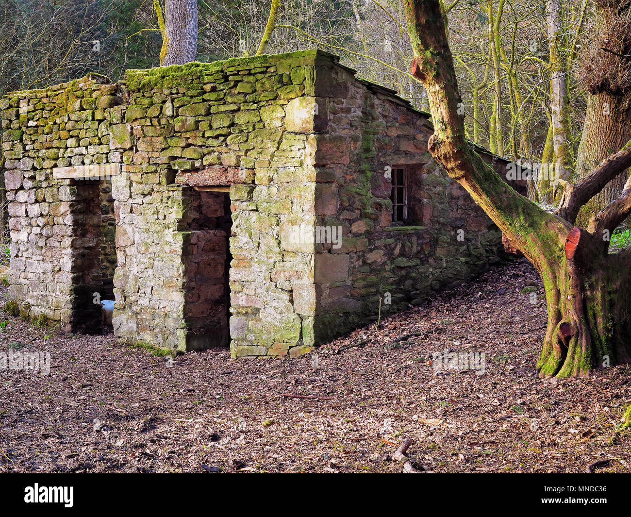 A ruin in close-up, in Strid Woods, Bolton Abbey, Yorkshire Dales Stock Photo