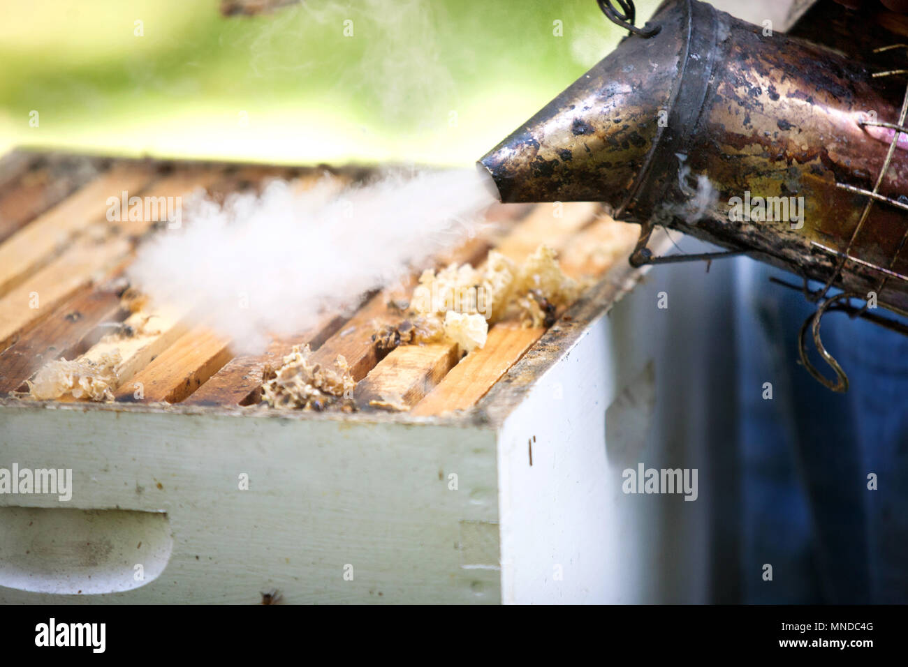 Smoker beekeepers tool to keep bees away from hive Stock Photo Alamy