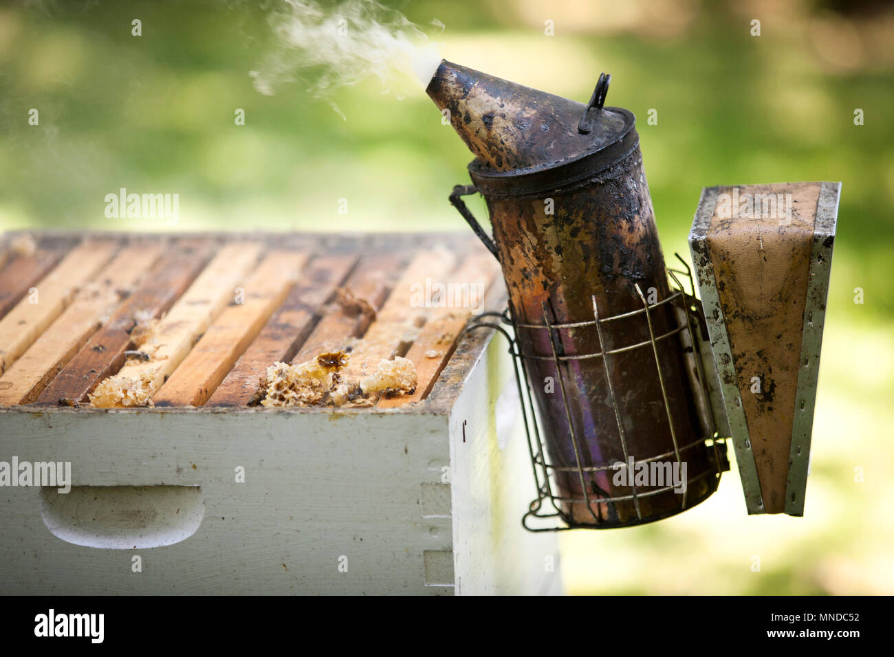Fogging smoker beekeepers tool to keep bees away from hive Stock Photo