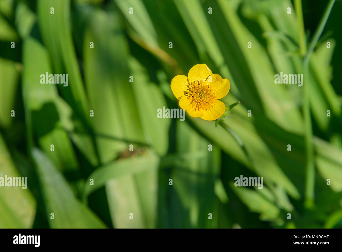 Flower of the Buttercup acrid photographed on a background of green grass Stock Photo