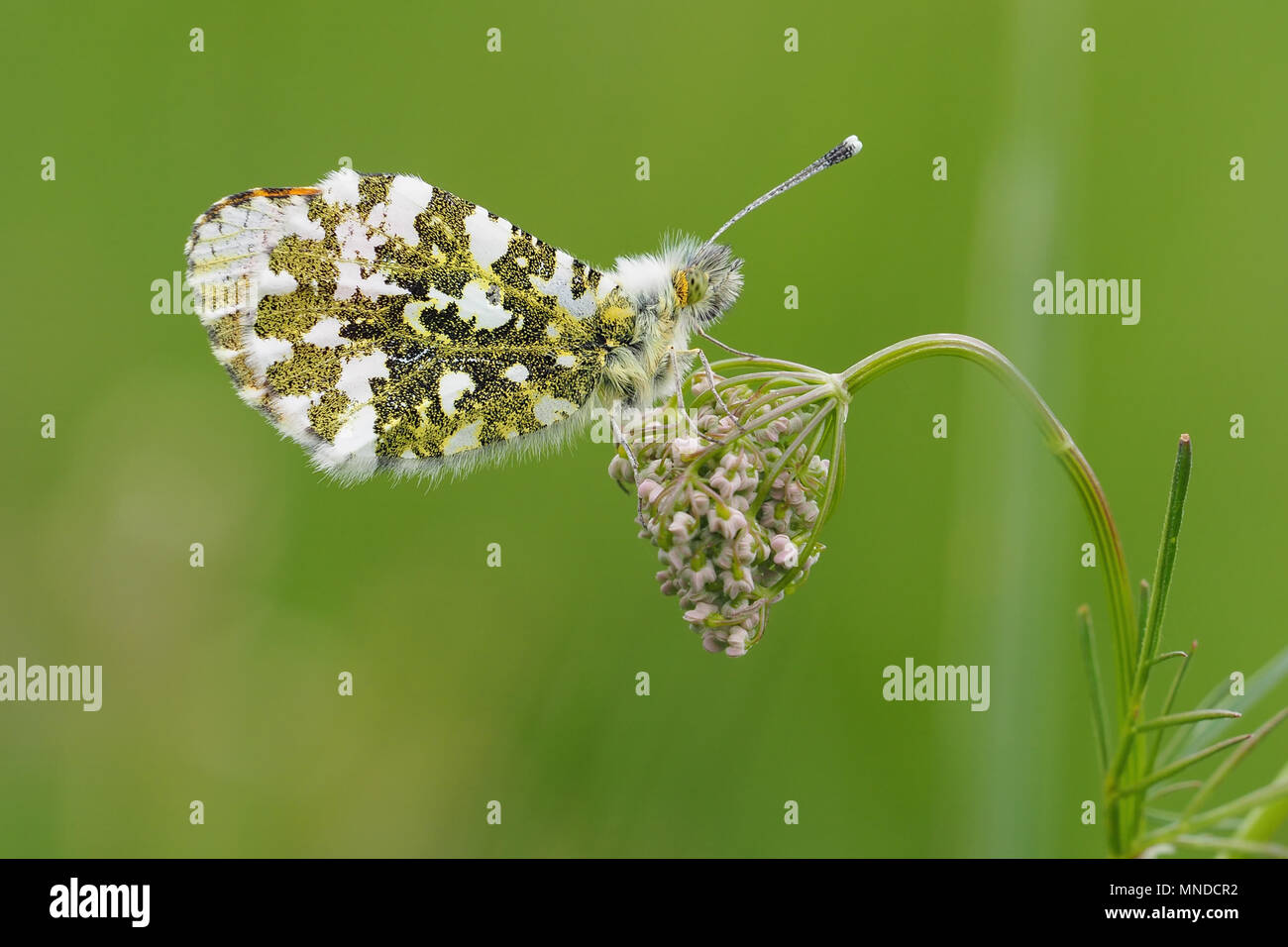 Orange Tip Butterfly male (Anthocharis cardamines) with closed wings perched on plant. Tipperary, Ireland Stock Photo