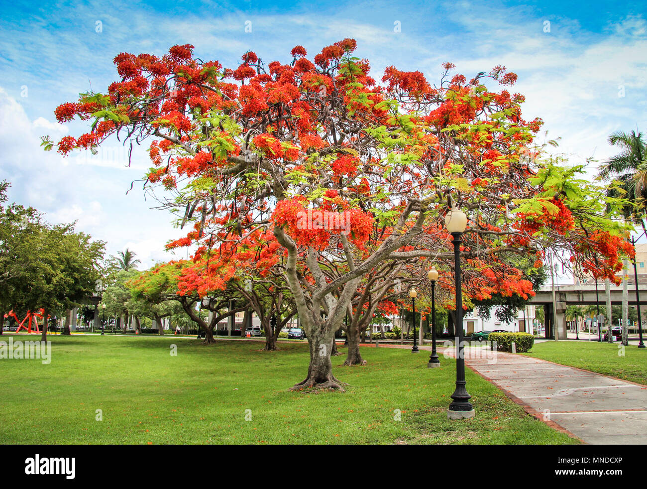 Royal poinciana trees Stock Photo