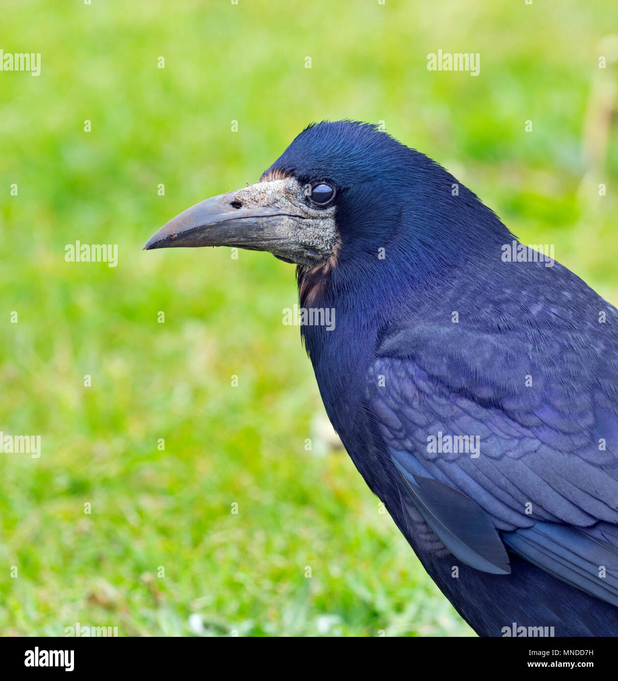 Rook Corvus frugilegus feeding in grassland East coast Norfolk Stock ...