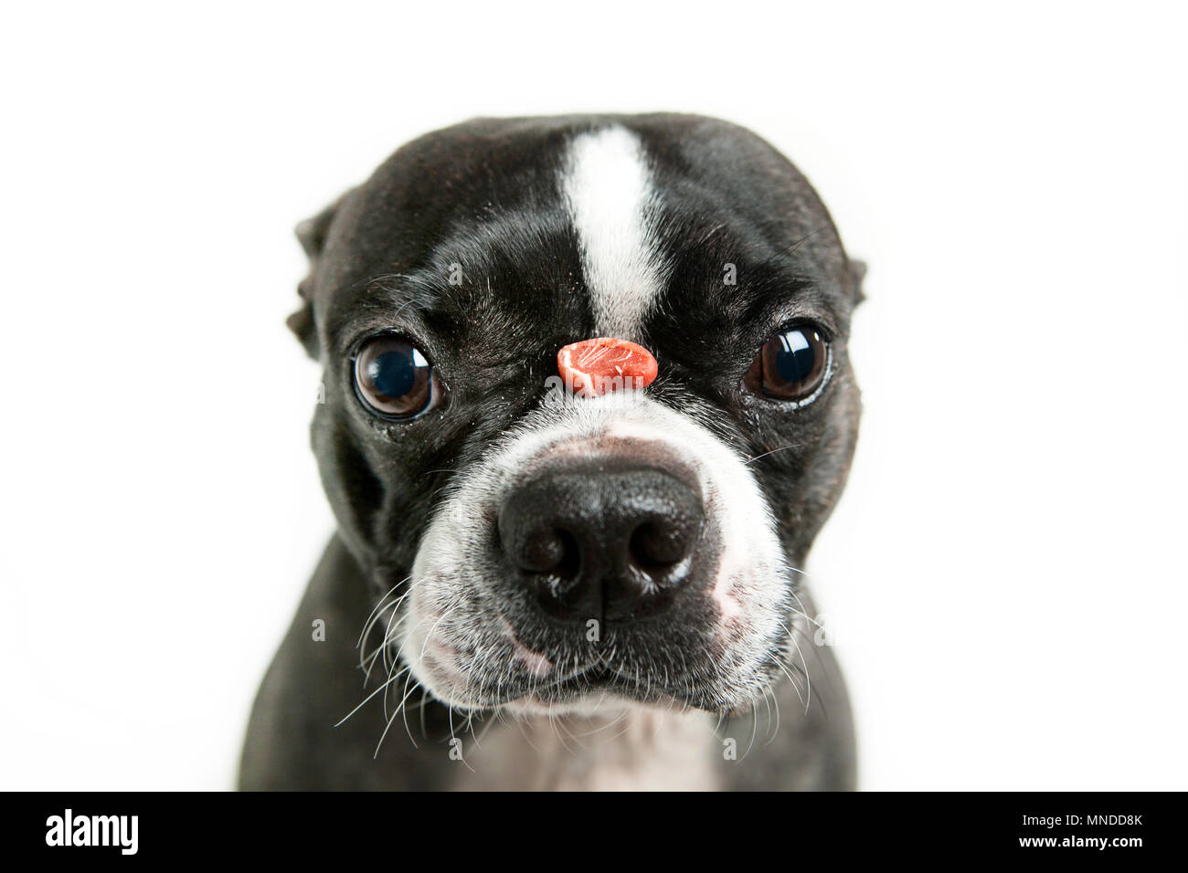 Boston terrier long snout hotsell for sale