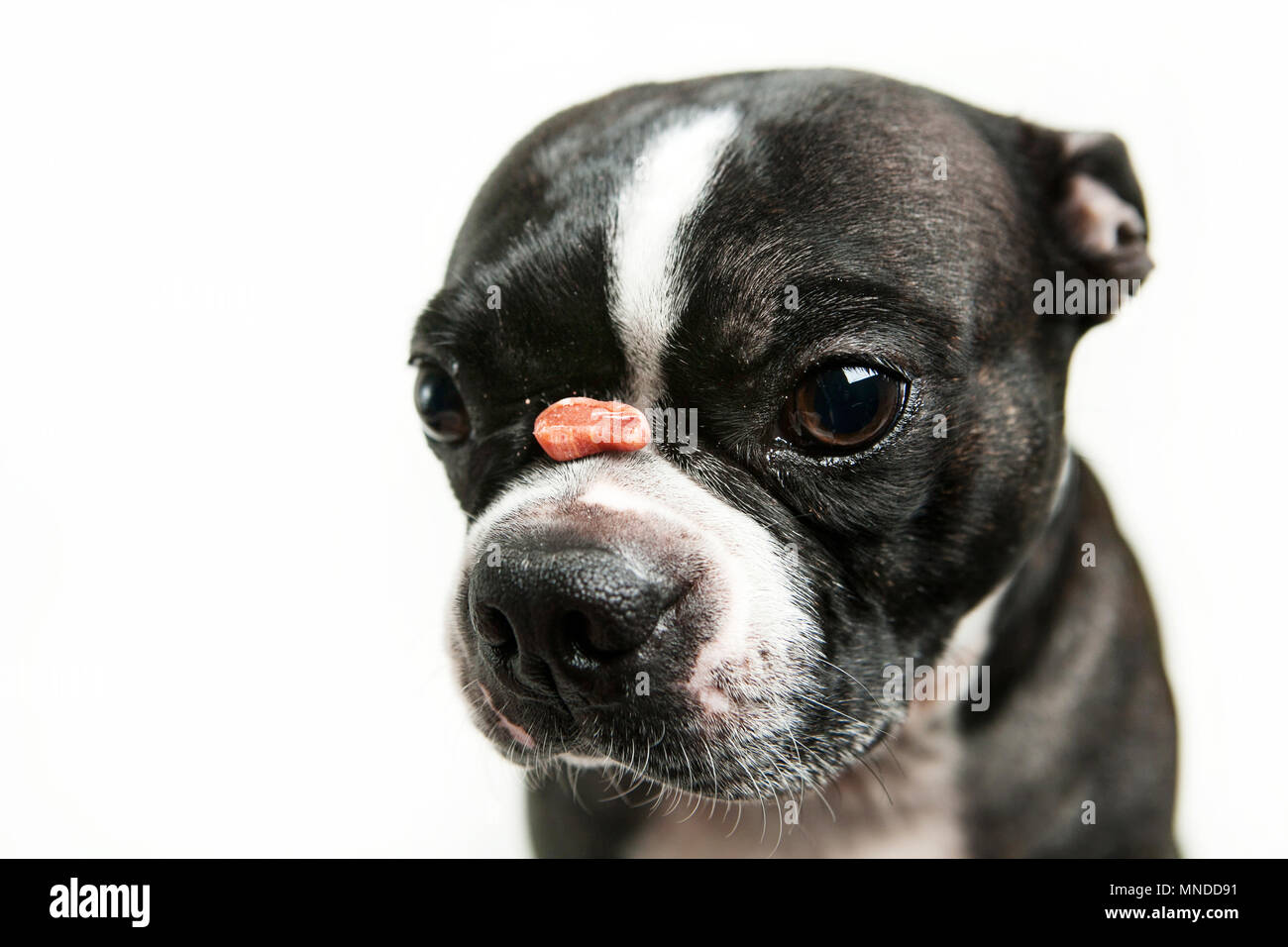 American Bulldog  Viera East Veterinary Center