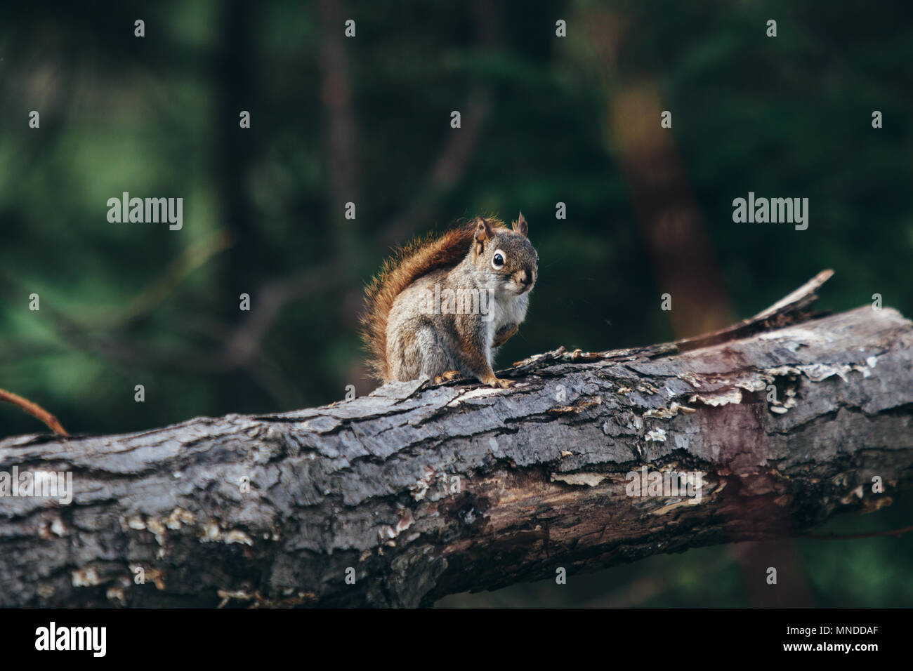Red squirrel on a tree log Stock Photo