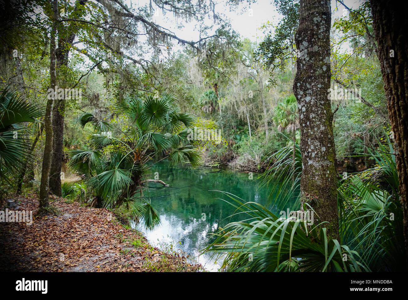 Blue Spring State Park in Orange City Central Florida Stock Photo Alamy