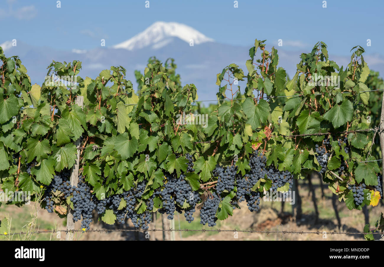 Bunch of grapes to make wine in Valle de Uco, Mendoza, Argentina Stock Photo