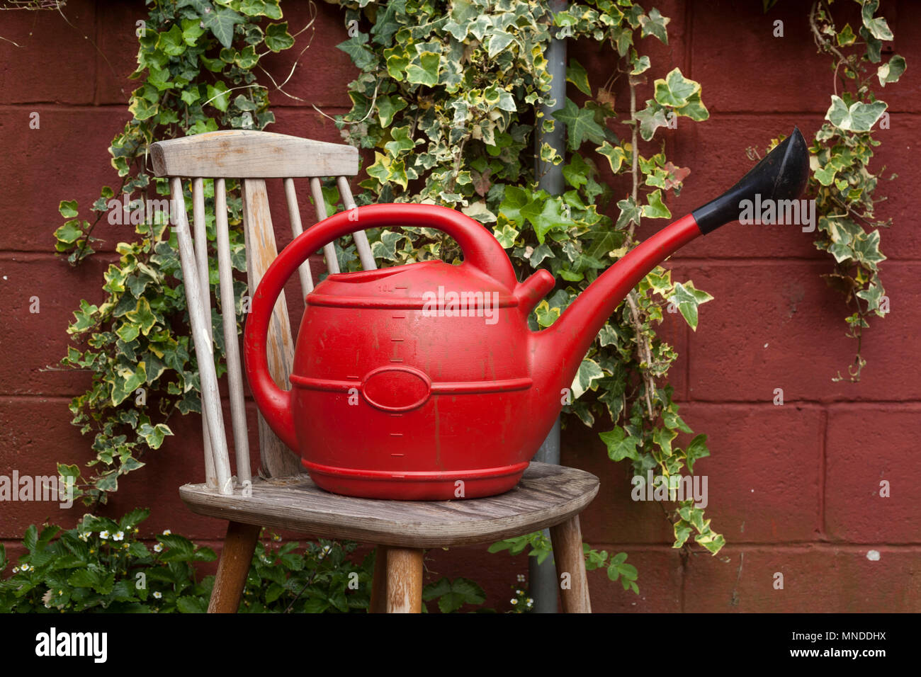 Red plastic Watering Can on wooden stool in a garden in front of Ivy Stock Photo