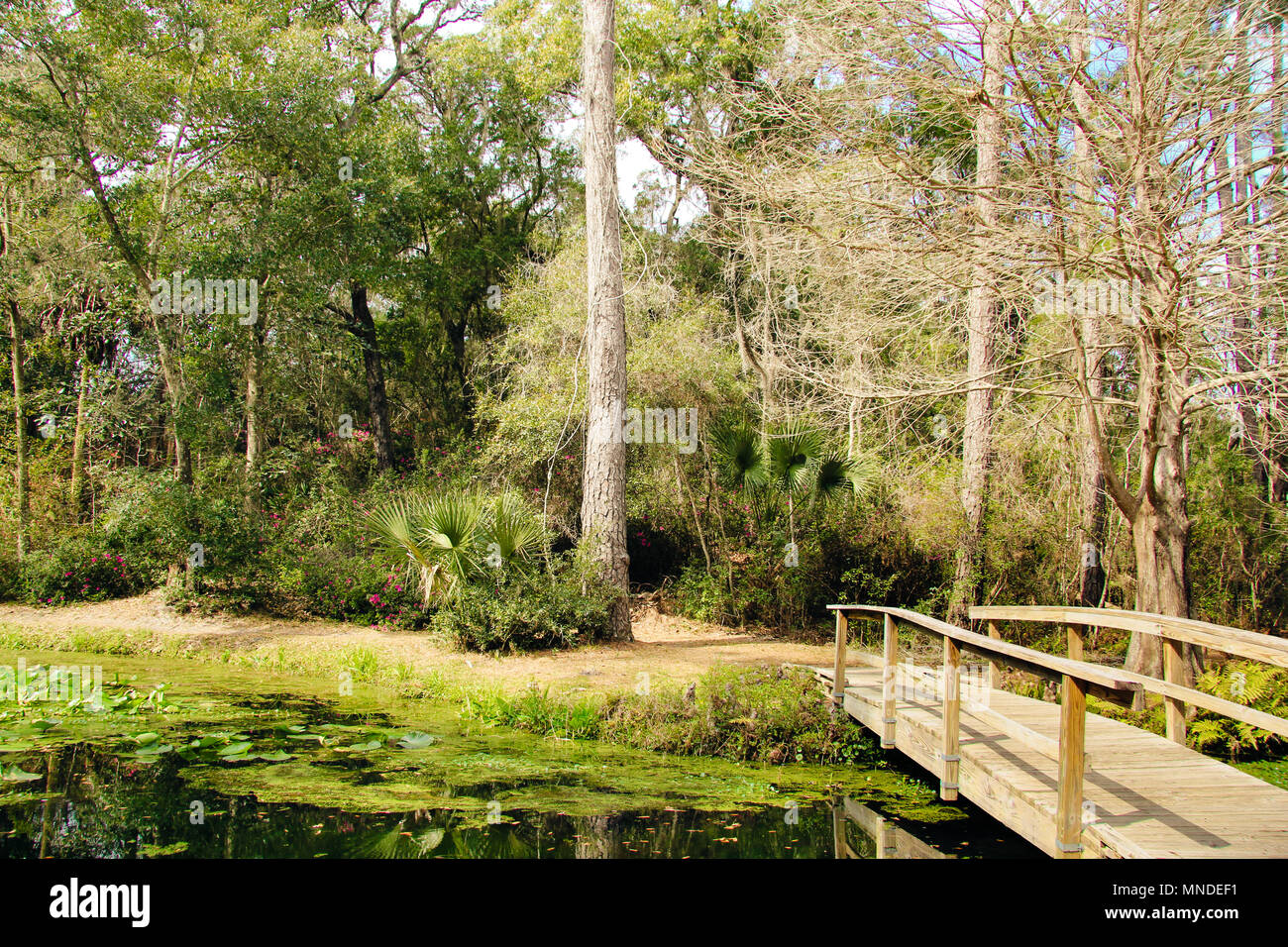 Ravine Gardens State Park In Palatka Florida Stock Photo