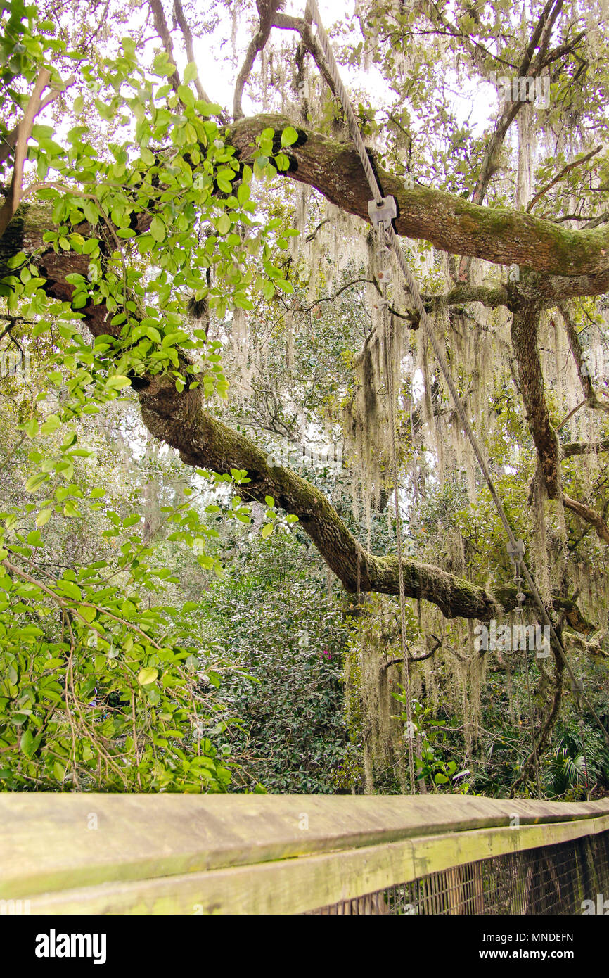 Ravine Gardens State Park In Palatka Florida Stock Photo