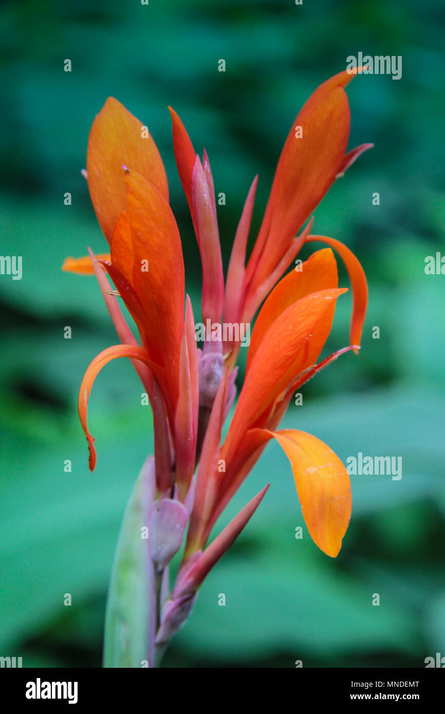 Kanapaha Botanical Gardens in Gainesville Florida Stock Photo Alamy