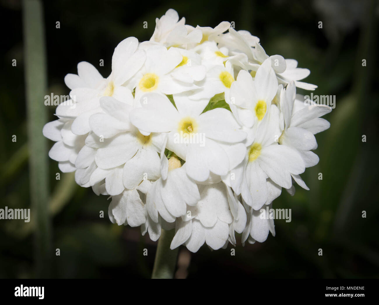 small white flowers with a yellow middle grow in a ball Stock Photo