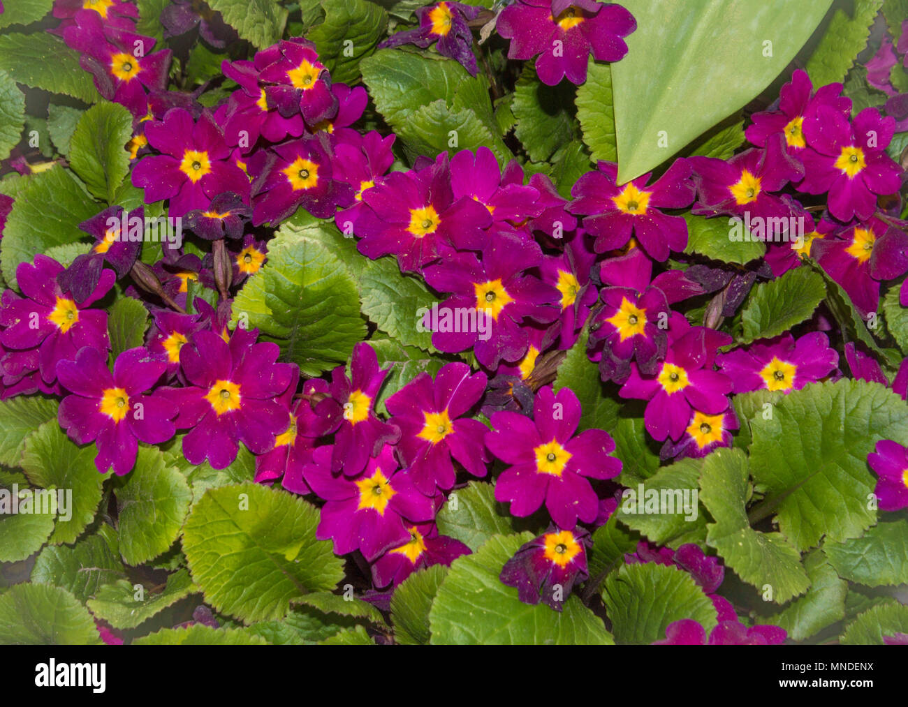 purple Primula flowers with green foliage Stock Photo