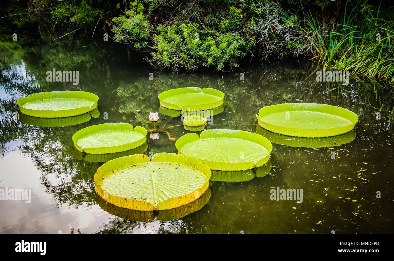 Kanapaha Botanical Gardens in Gainesville Florida Stock Photo Alamy