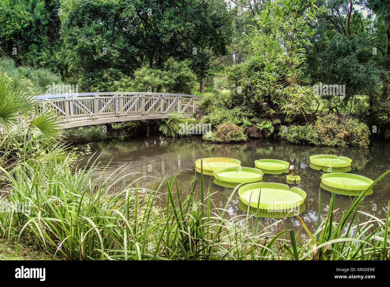 Kanapaha Botanical Gardens in Gainesville Florida Stock Photo Alamy