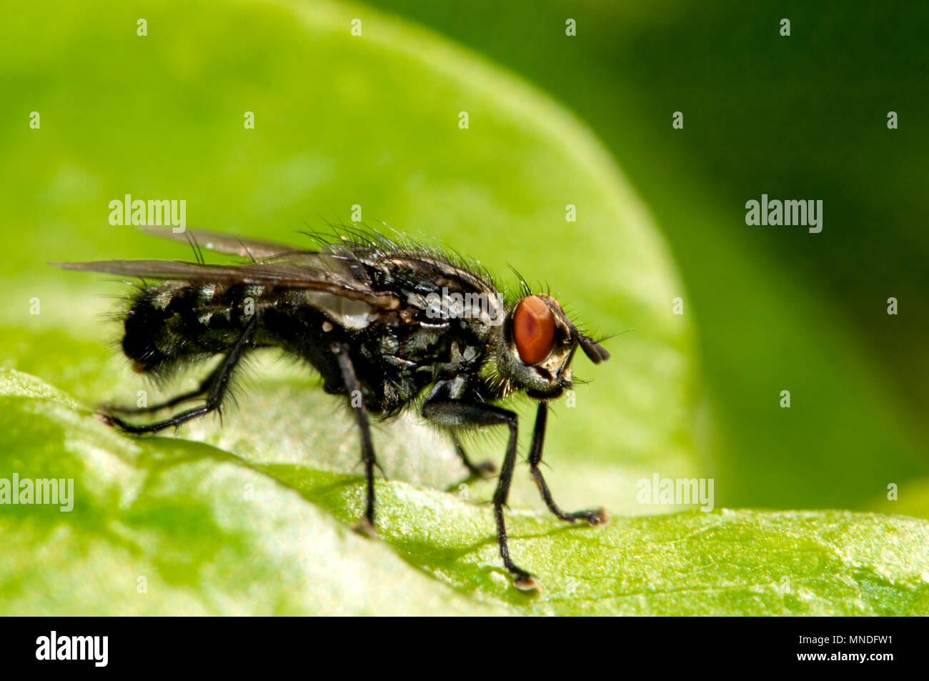 Flesh Fly (Sarcophaga carnaria). Kent, UK, July Stock Photo