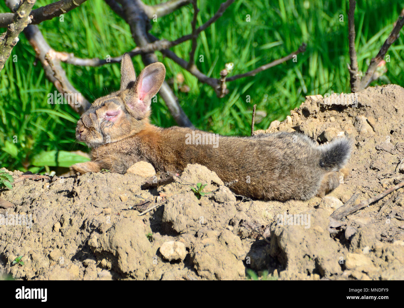 Adult rabbit (Oryctolagus cunniculuc) suffering from myxomatosis. Kent, UK. Stock Photo