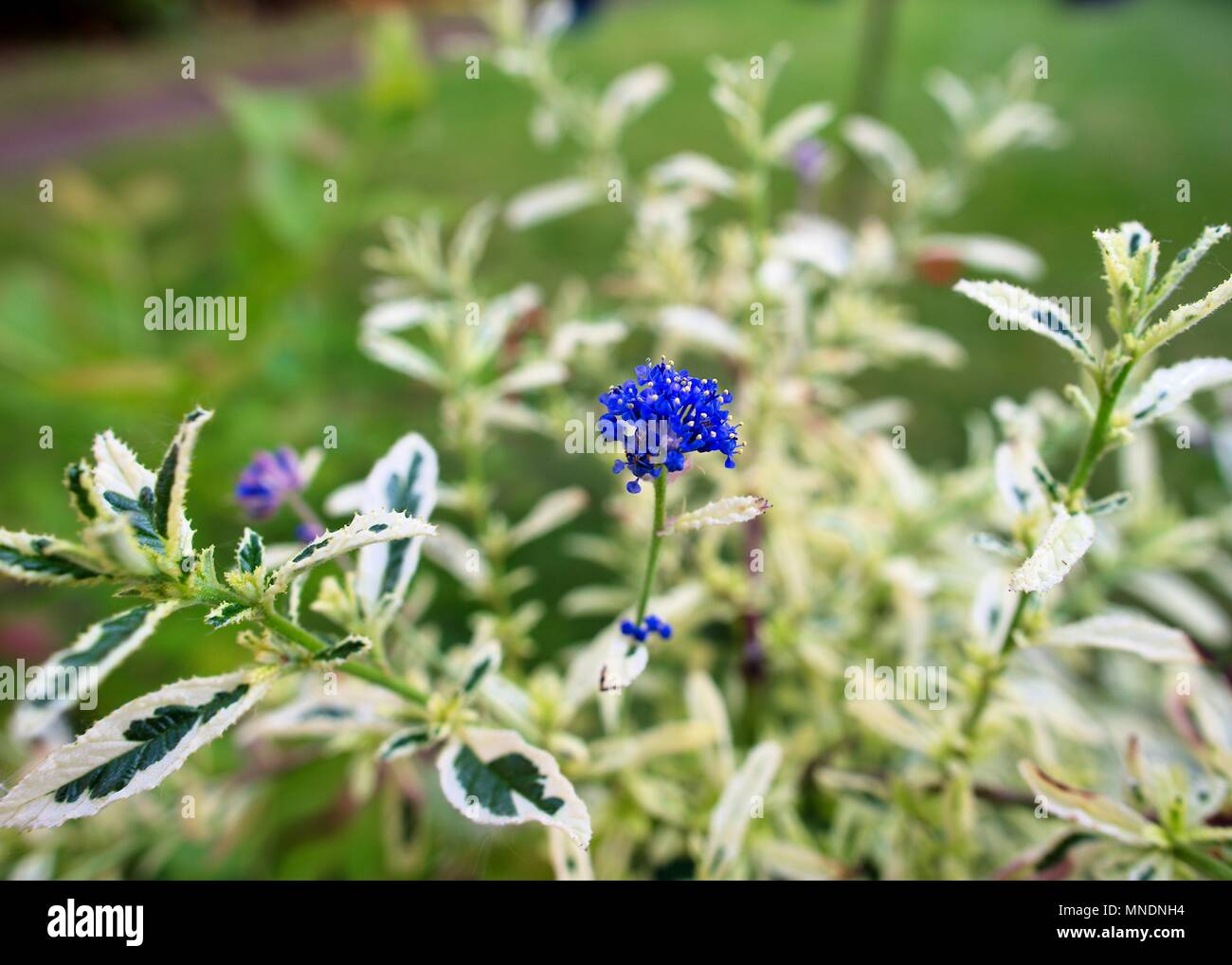 Vivid, blue Ceanothus (California Lilac) flower growing on a sunny spring day. Stock Photo