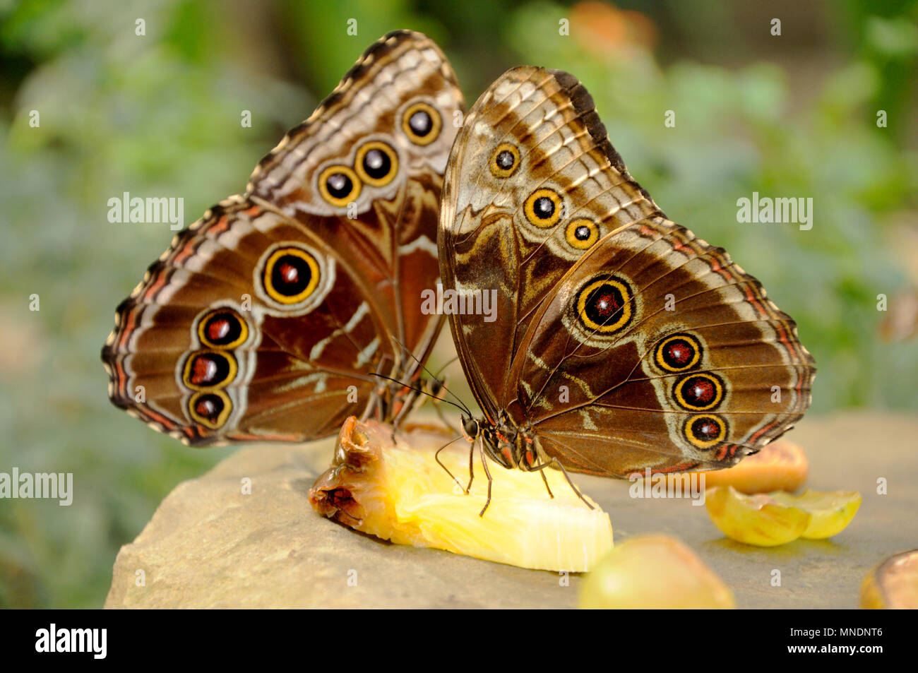 Blue Morpho Butterflies (Morpho peleides) feeding on pineapple in a butterfly house. Underwings Stock Photo