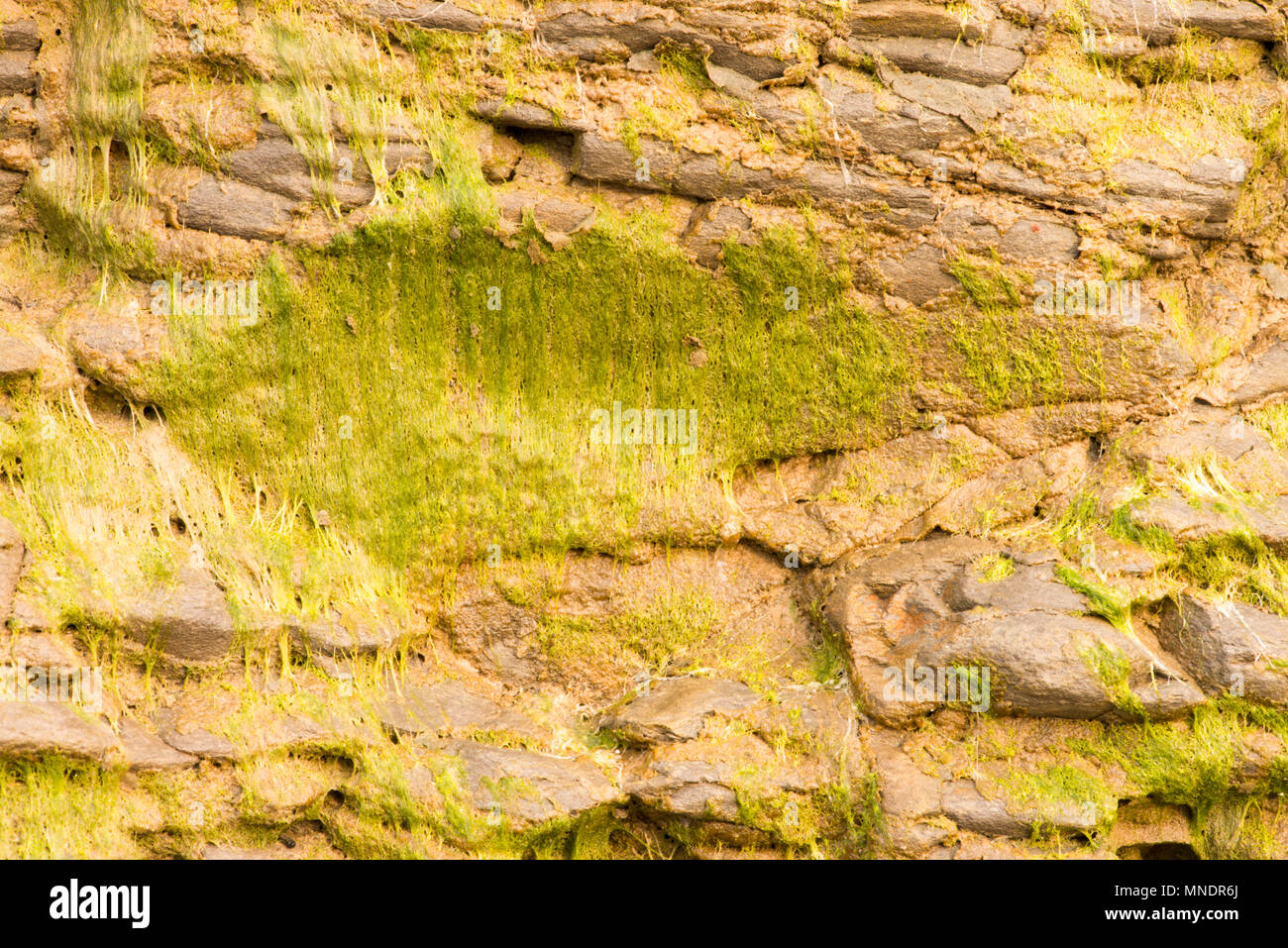 Swashed Cliff Seaweed sea washed cliff at Saltburn, England Stock Photo - Alamy