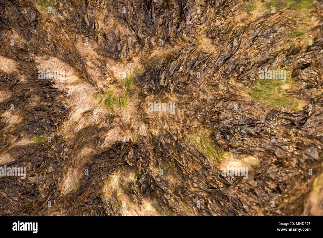 Swashed Cliff Saltburn cliffs hi-res stock photography and images - Alamy