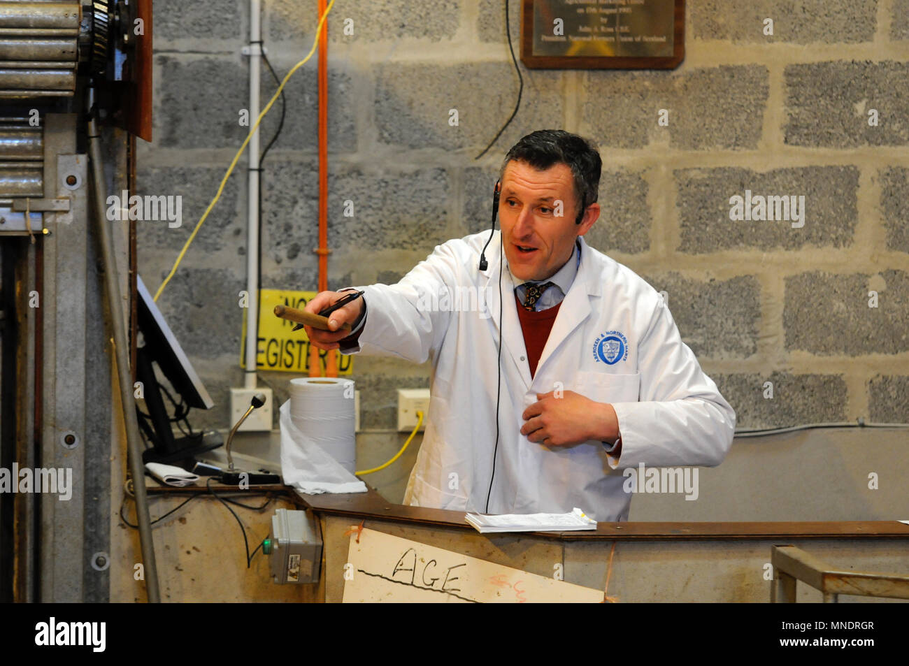 auctioneer at a livestock auction in the Shetland Isle giving hand signals to bidders Stock Photo