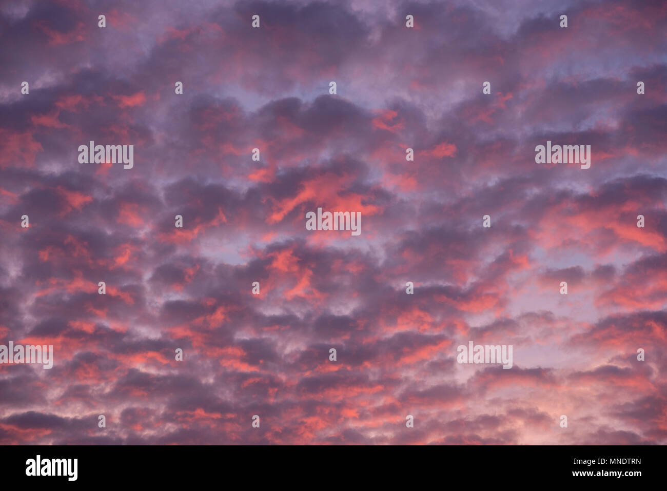 Evening sky red tinged Altocumulus clouds Stock Photo - Alamy