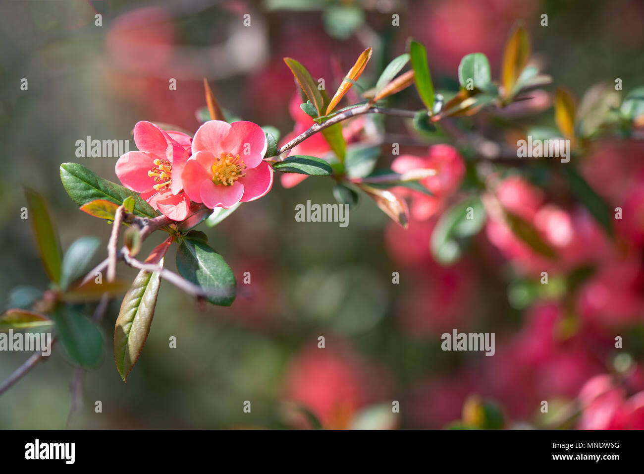 Pink flower of a garden in spring Stock Photo - Alamy