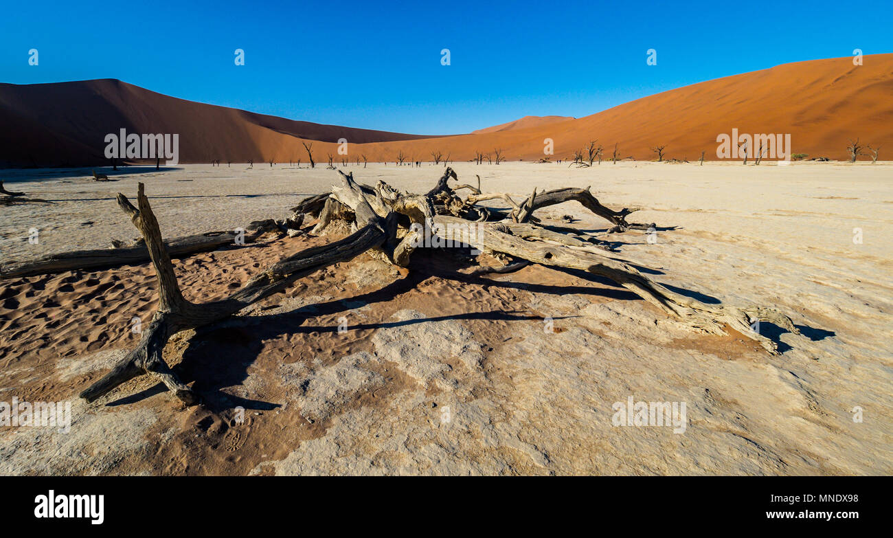 Petrified forest, dead acacia trees Deadvlei, Sossusvlei. Namibia-Naukluft National Park Stock Photo