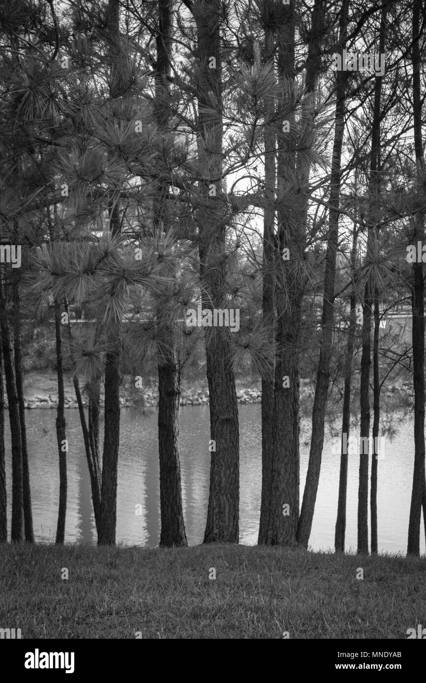 Tall trees blowing in the wind hi-res stock photography and images - Alamy