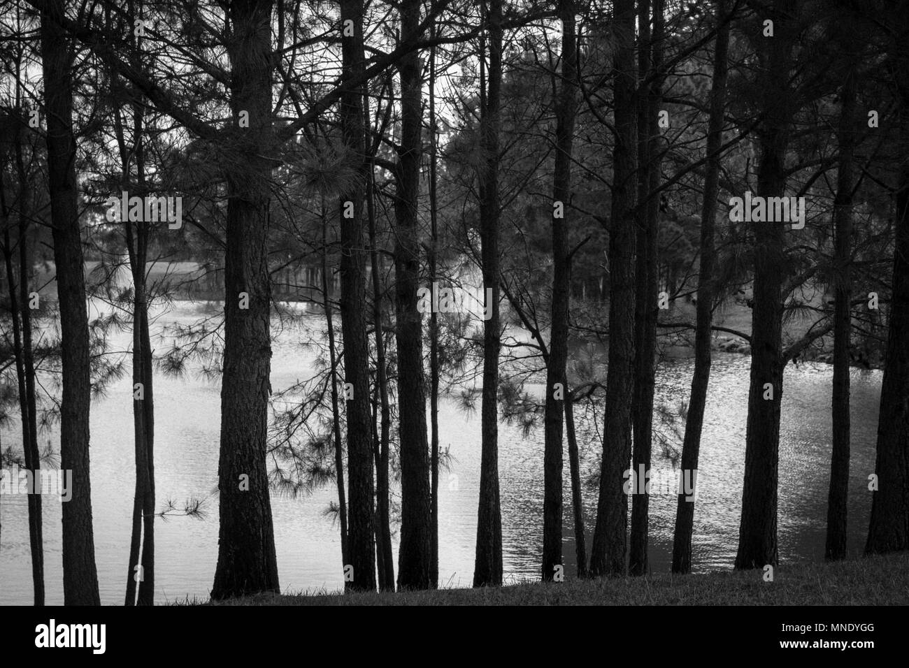 Tall trees blowing in the wind hi-res stock photography and images - Alamy