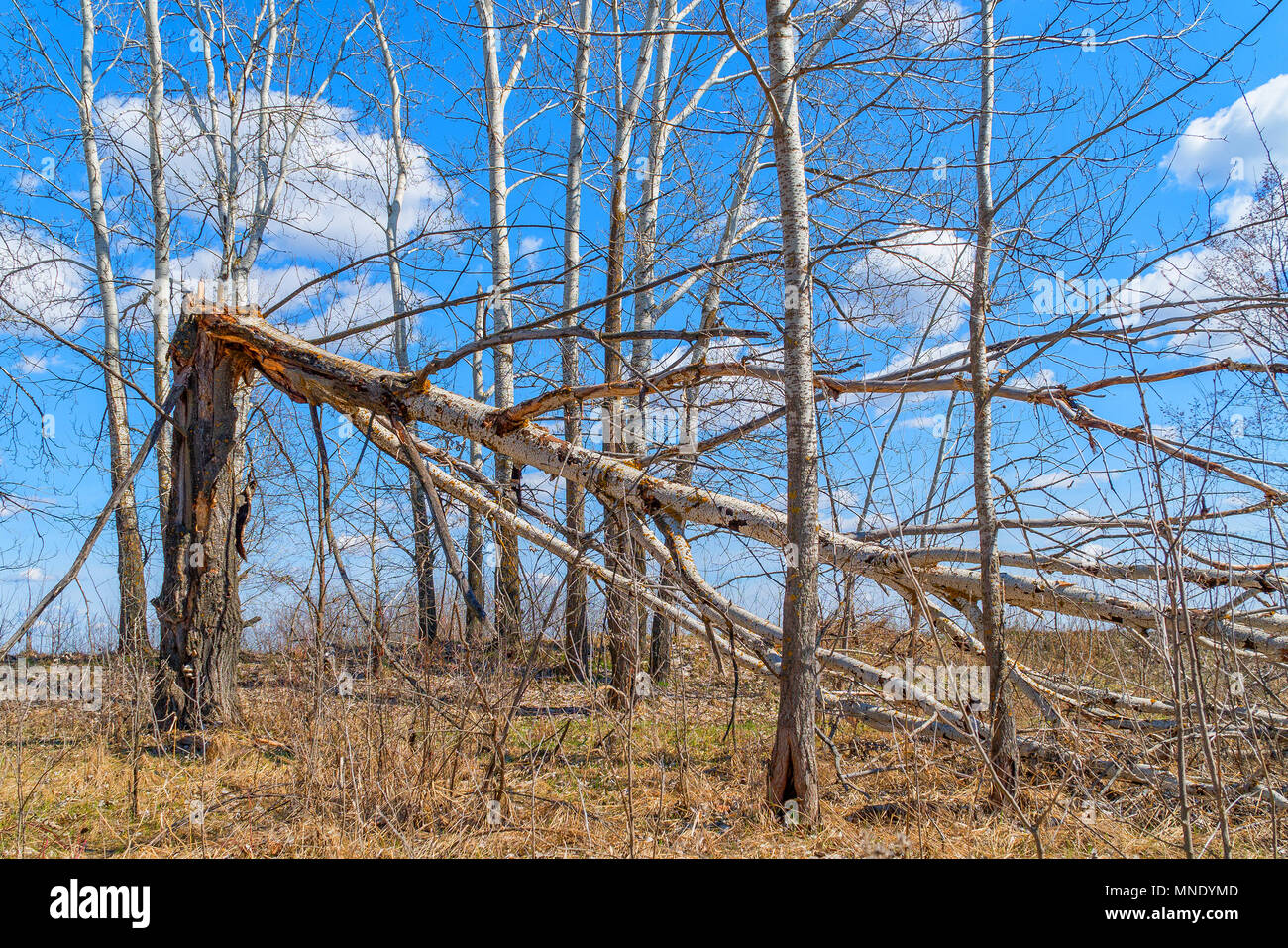 Tree trunk broken by strong wind Stock Photo