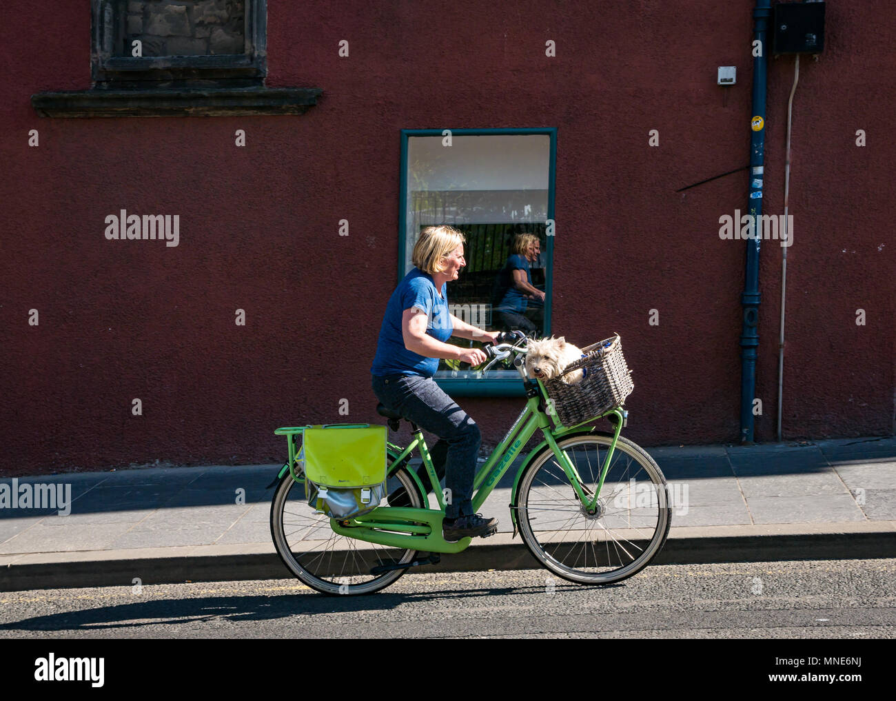 Royal Mile, Edinburgh, 16th May 2018. An older woman cycles along the Royal Mile on an old fashioned bicycle with a terrier dog in the basket, with her reflection in a window as she cycles past Stock Photo