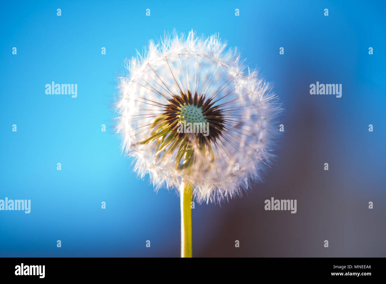 Dandelion fairy hi-res stock photography and images - Alamy